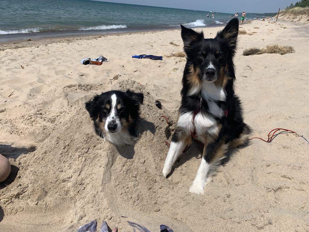 Load video: video of a dog playing geo-sniffing on the beach in Michigan.